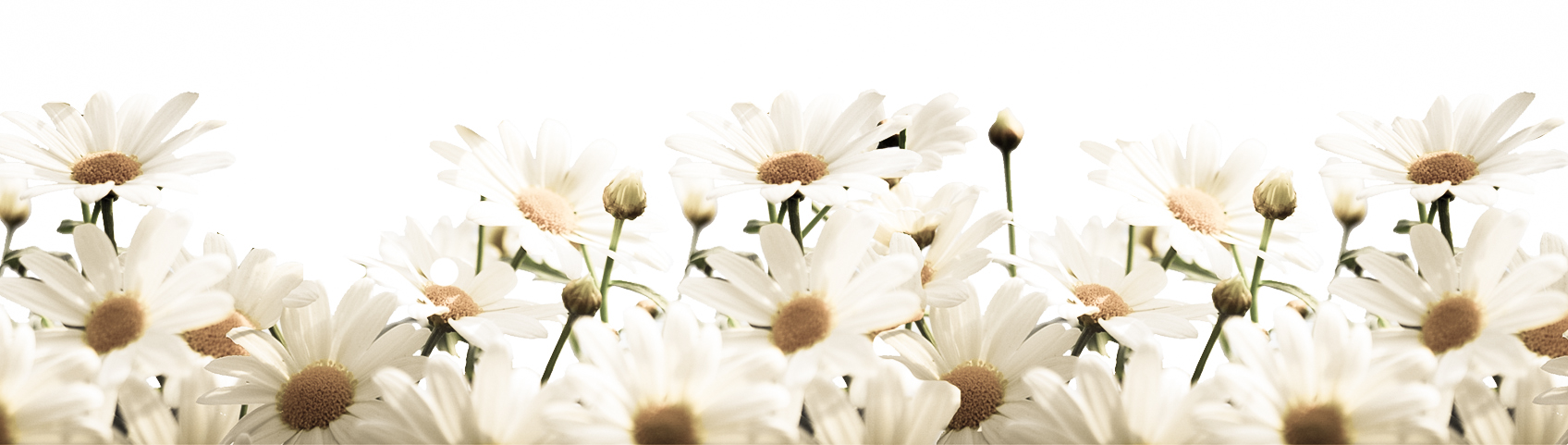 Daisies: Beautiful in their simplicity